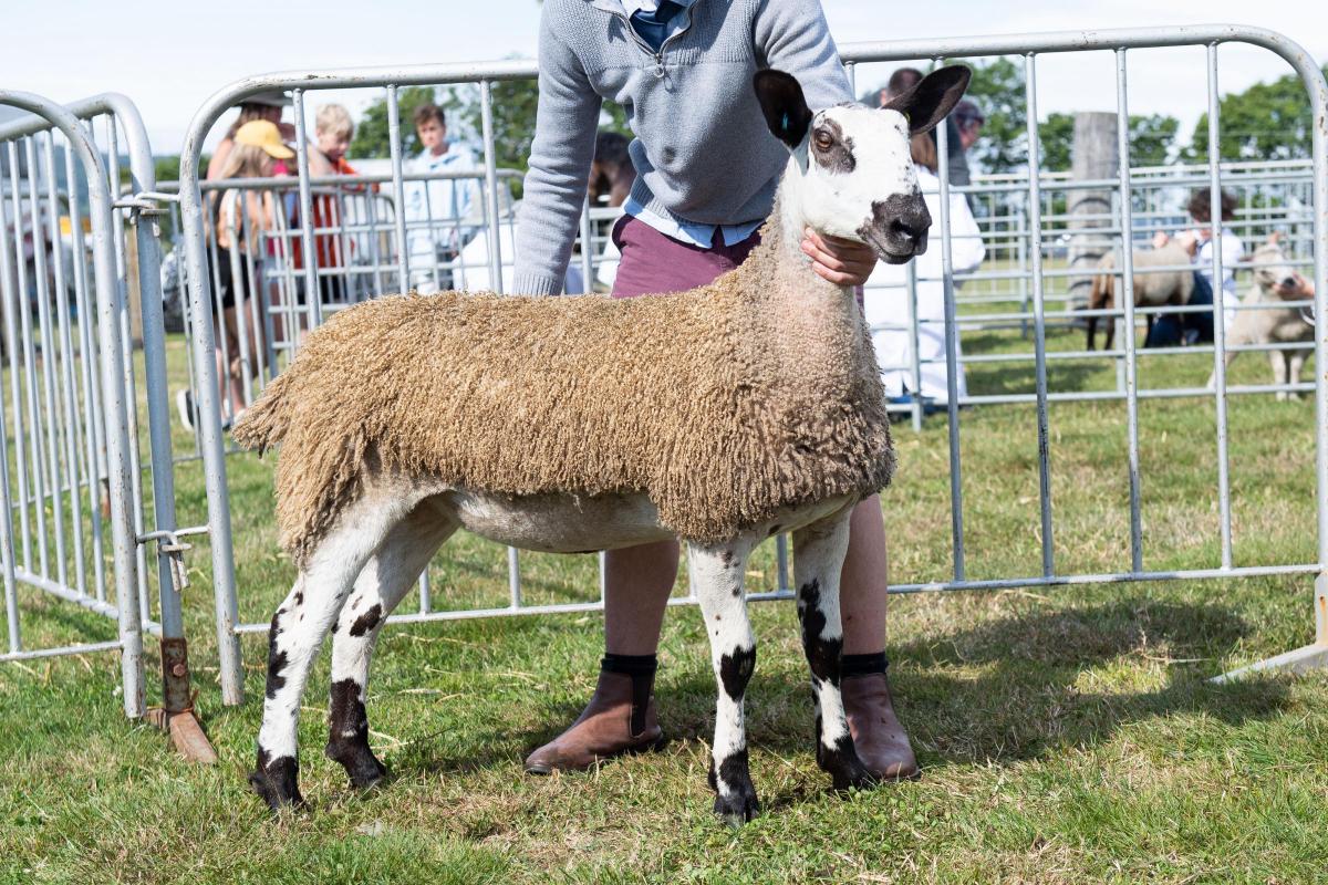 Blue Faced Leicester  champion was from the Milne family Ref:RH080822020  Rob Haining / The Scottish Farmer...