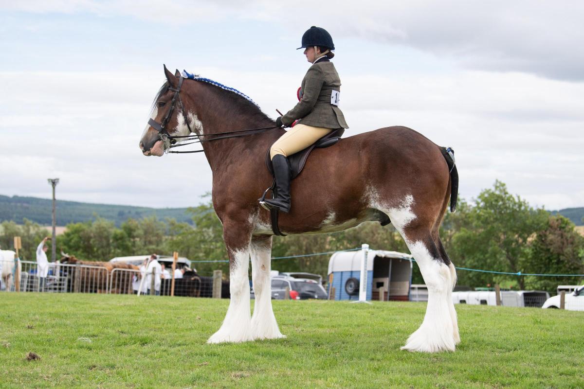 Collessie King Edward from George Skinner stood champion in the in hand and ridden in the Clydesdale section  Ref:RH080822057  Rob Haining / The Scottish Farmer...