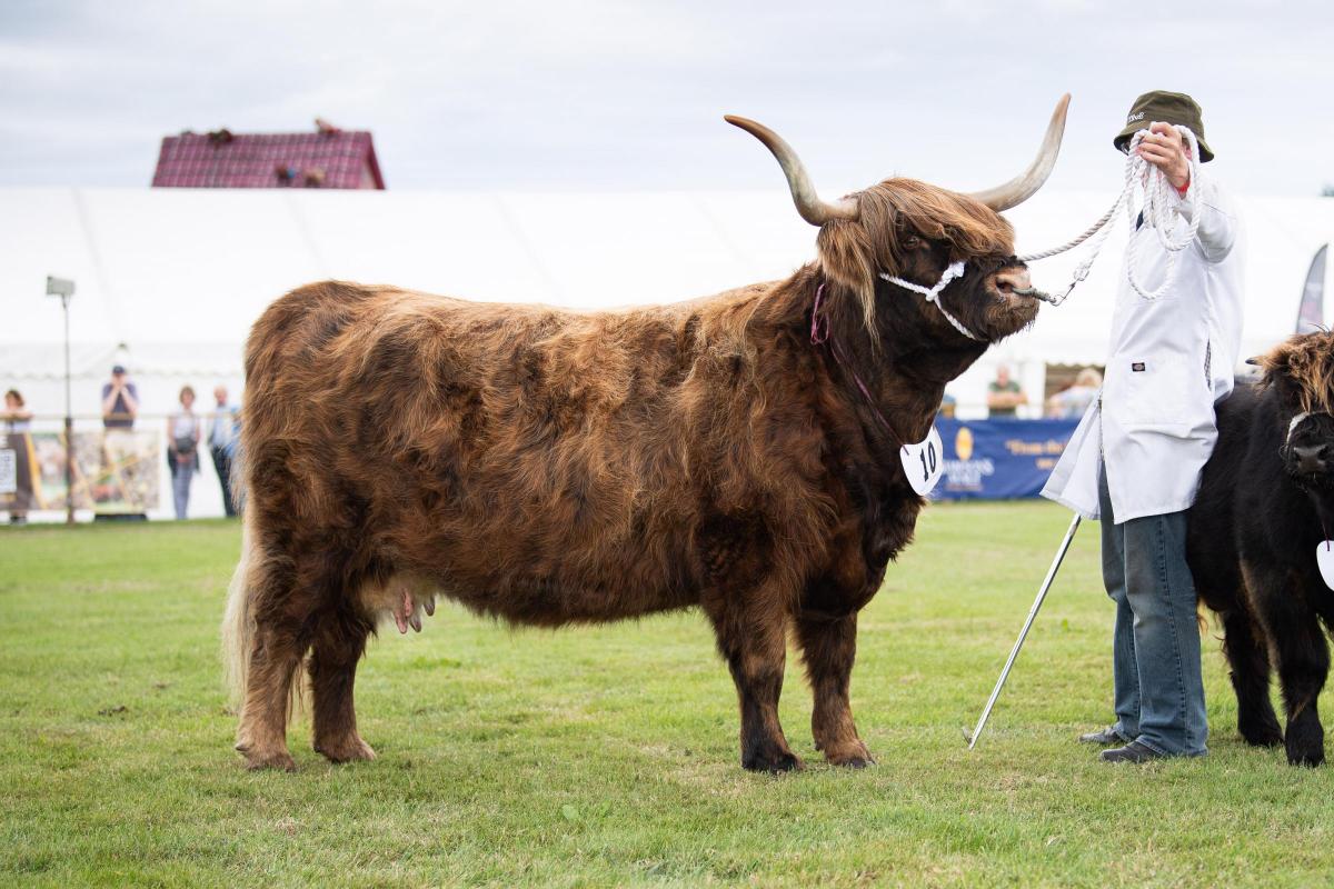 Highland cattle champion Ban Righ 4th of Mottistone from Kevin and Veronica Thomson Ref:RH080822051  Rob Haining / The Scottish Farmer...