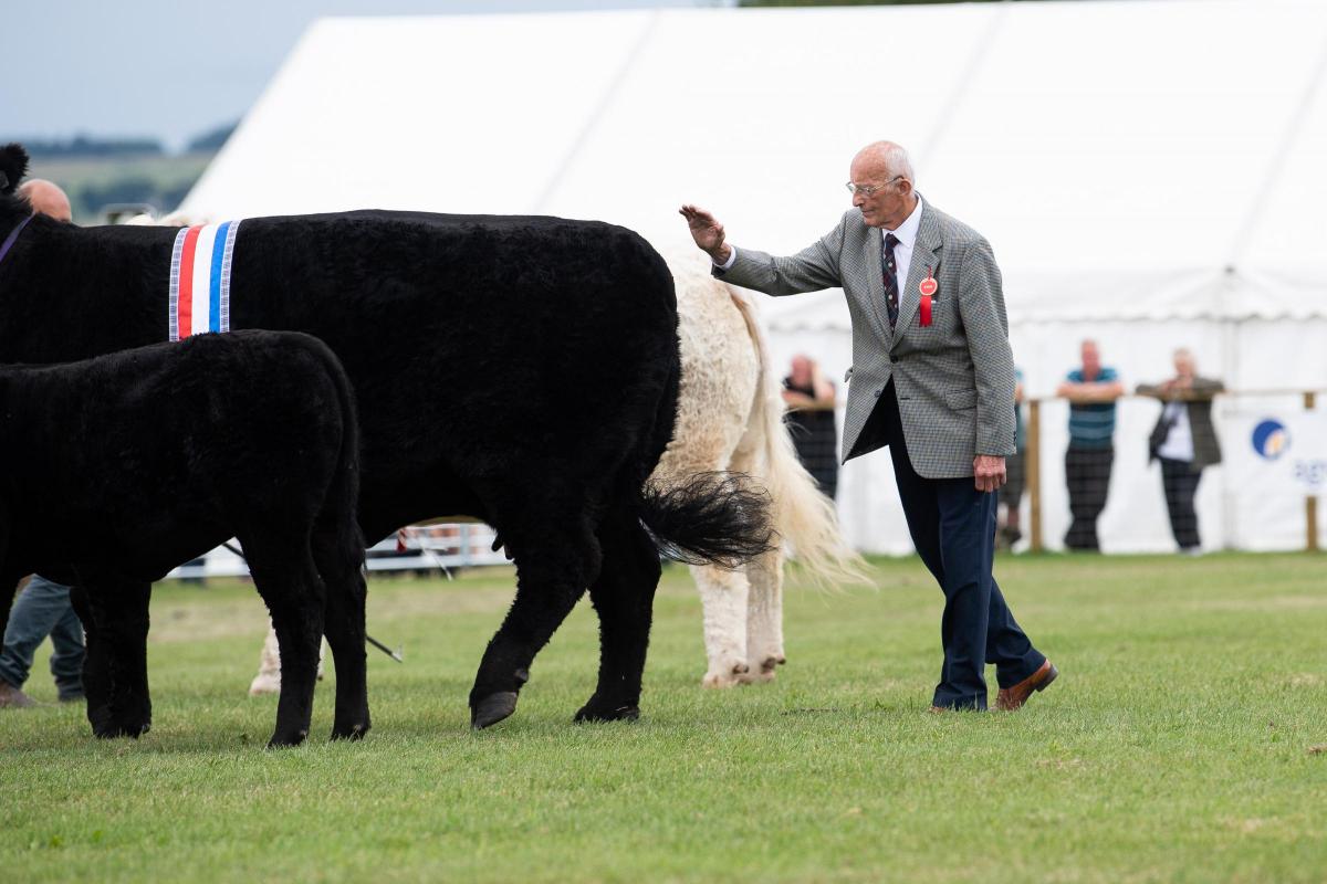 Jim McMillan taps out his native champion, the Aberdeen Angus from Mark Wattie as the Scottish Beef Supreme Cattle Champion   Ref:RH080822052  Rob Haining / The Scottish Farmer...