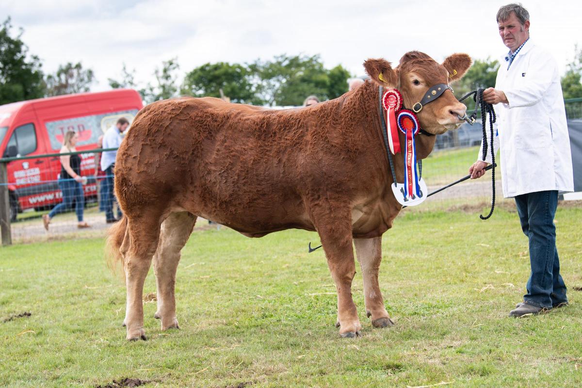 Junior inter-breed champion was the Limousin from R and J Graham Ref:RH080822041  Rob Haining / The Scottish Farmer...