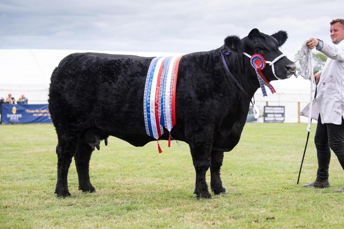 Scottish Beef Supreme Cattle champion went to te Aberdeen Angus from Mark Wattie Ref:RH080822054  Rob Haining / The Scottish Farmer...