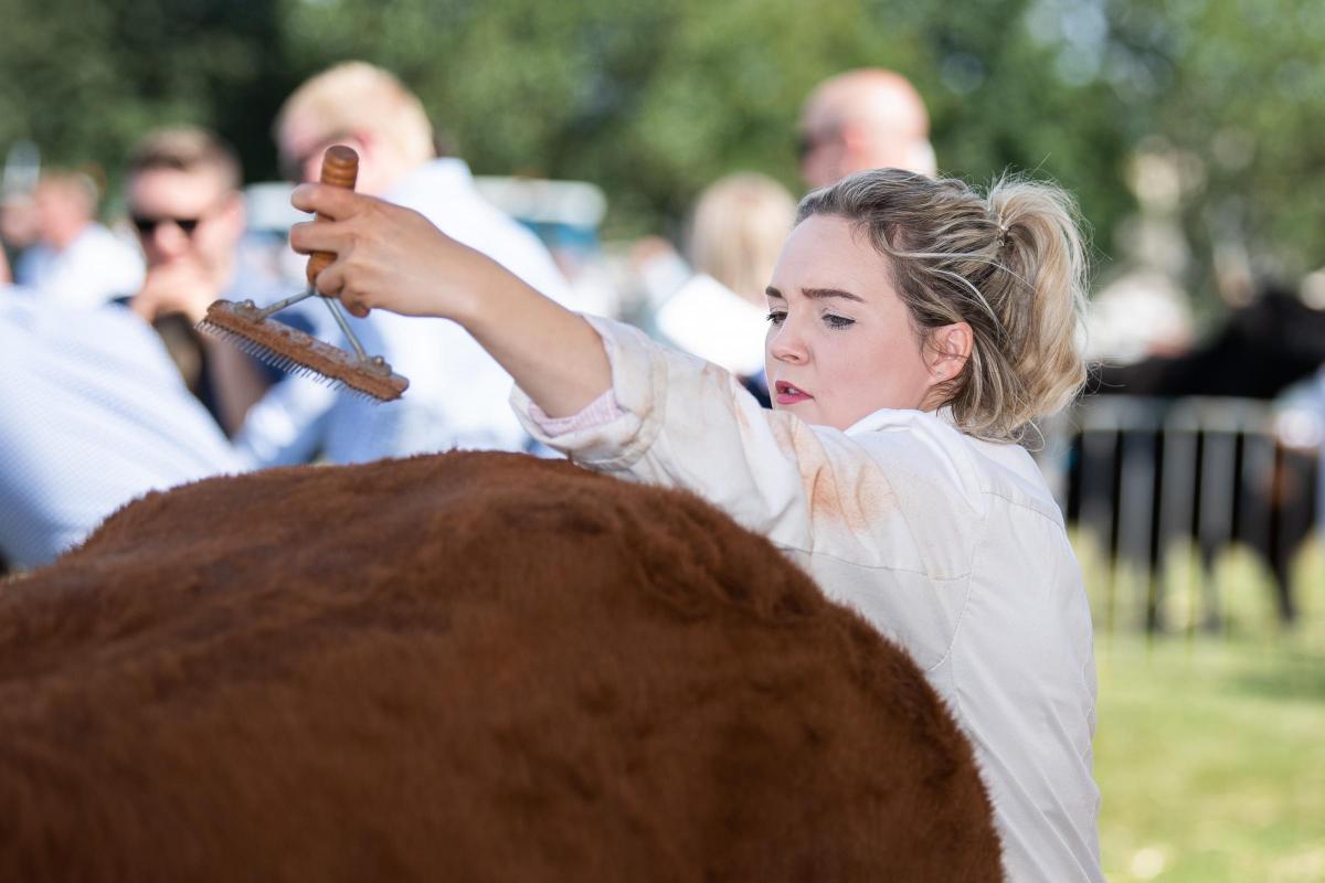 Sophie Harvey getting her charge ready for the next Limousin class at Keith show Ref:RH080822031  Rob Haining / The Scottish Farmer...
