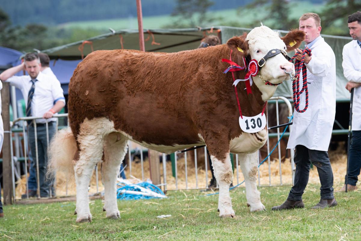 The heifer from R and A Simmers topped the Simmentals Ref:RH080822042  Rob Haining / The Scottish Farmer...