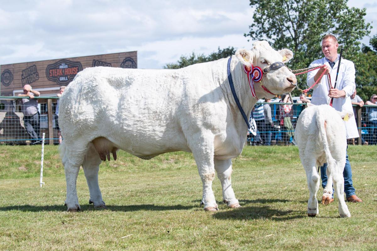 Topping the Charolais section was Lagavaich Lucy from Billy and Gary Wright Ref:RH080822026  Rob Haining / The Scottish Farmer...