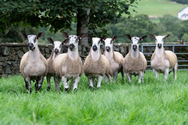 Scottish Farmer: A variety of sharp looking blue faced Leicester lambs for sale Ref:RH260822014 Rob Haining / Scottish Farmer...