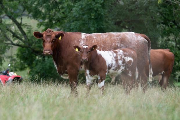 The Scottish Farmer: Browns have established a small herd of Shorthorns, Cairnsmore Leona Dena with her bull calf Macqueston Sylvester Ref:RH260822026 Rob Haining / The Scottish Farmer...