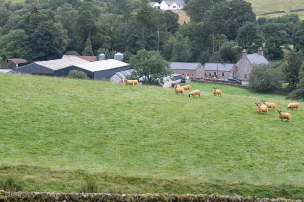 The Scottish Farmer: The Browns are located at Macqueston in Dumfries and Galloway Ref:RH260822028 Rob Haining / The Scottish Farmer...