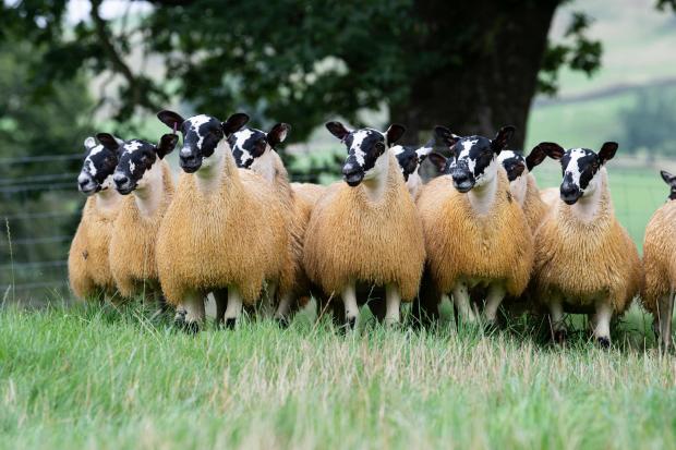 Scottish Farmer: Strong mule ewe lambs for sale at Castle Douglas Ref:RH260822023 Rob Haining / Scottish Farmer...