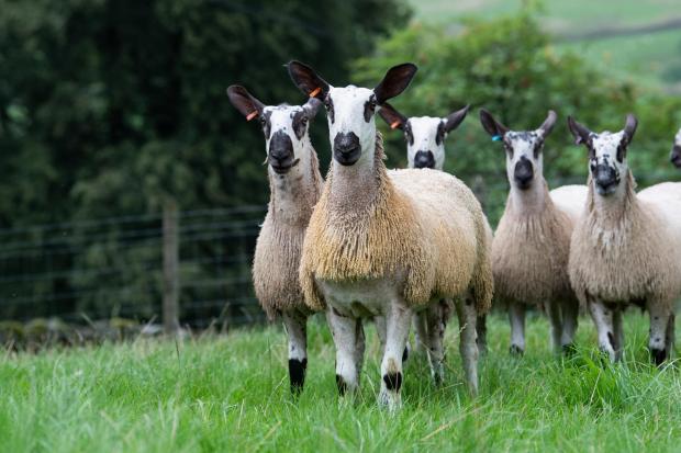 Scottish Farmer: Some of the Blue Faced Leicester ewe lambs will be kept for breeding and the rest will be offered for sale Ref:RH260822032 Rob Haining / Scottish Farmer...