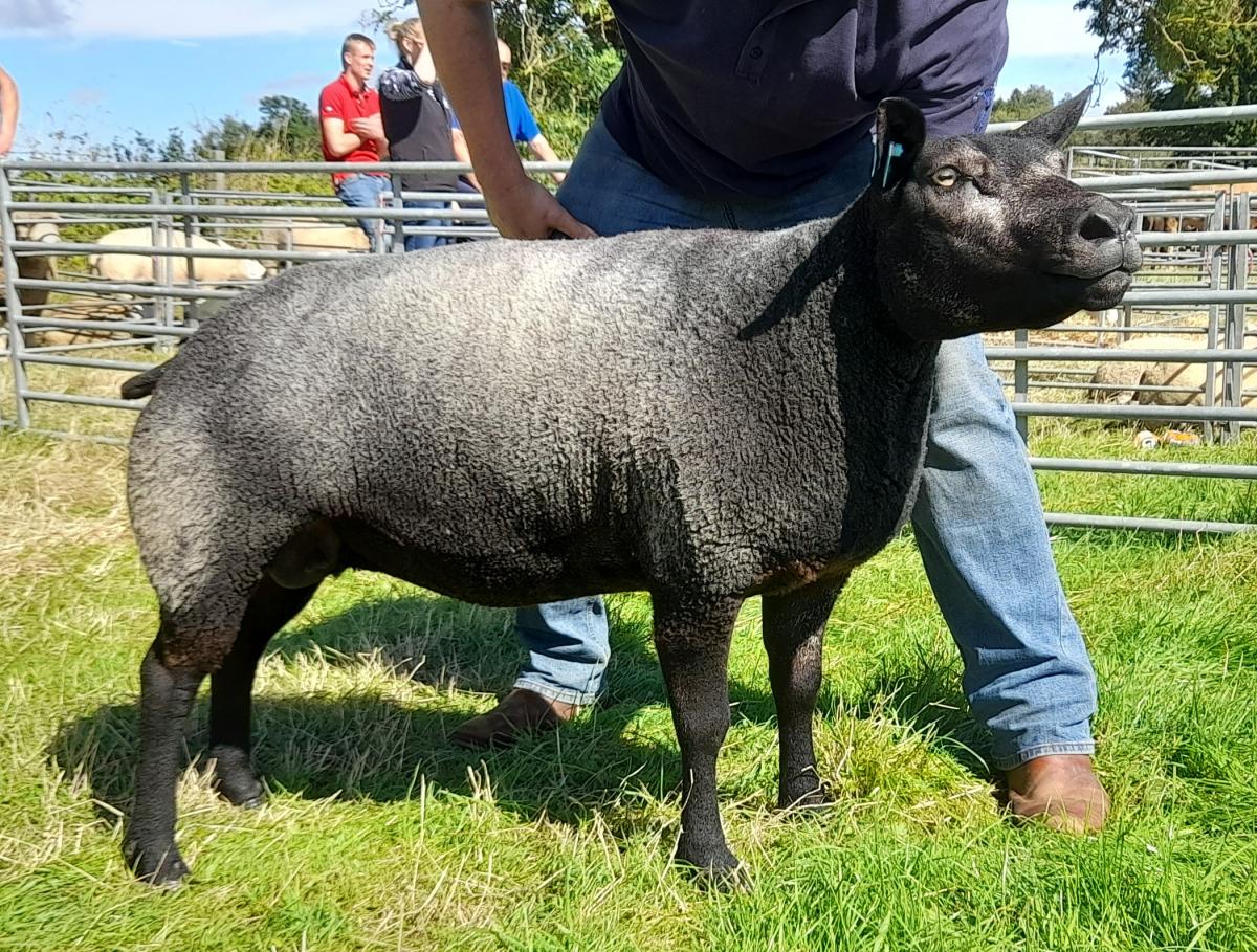 Any other breed champion was the Blue Texel