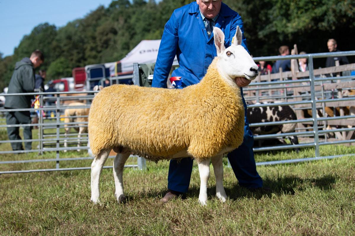 Border Leicester champion was the ewe from Duncan Whyte Ref:RH200822090  Rob Haining / The Scottish Farmer...