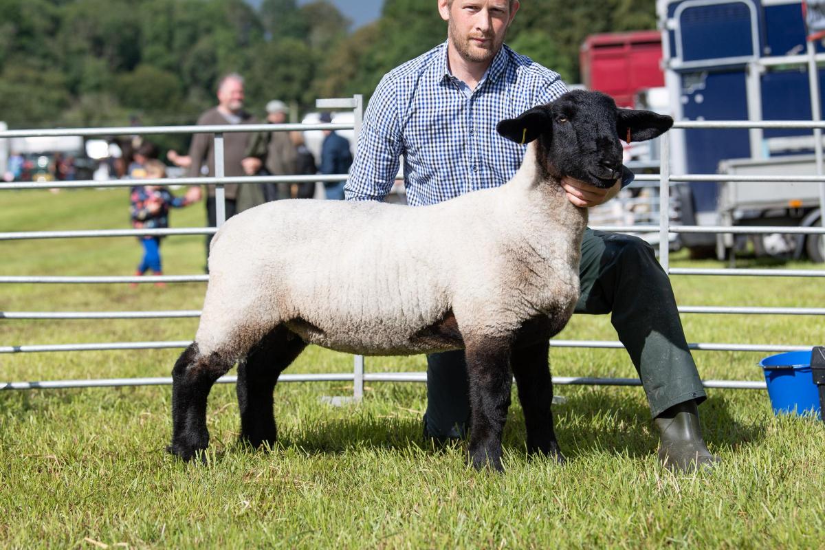 Suffolk champion was the ewe lamb from Ashley Bothwell Ref:RH200822081  Rob Haining / The Scottish Farmer...