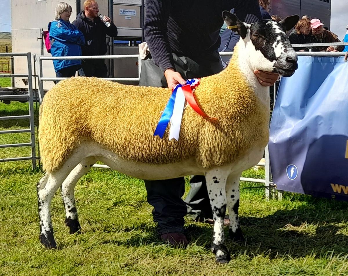 Scotch Mule champion and overall champion of champions from Midlock