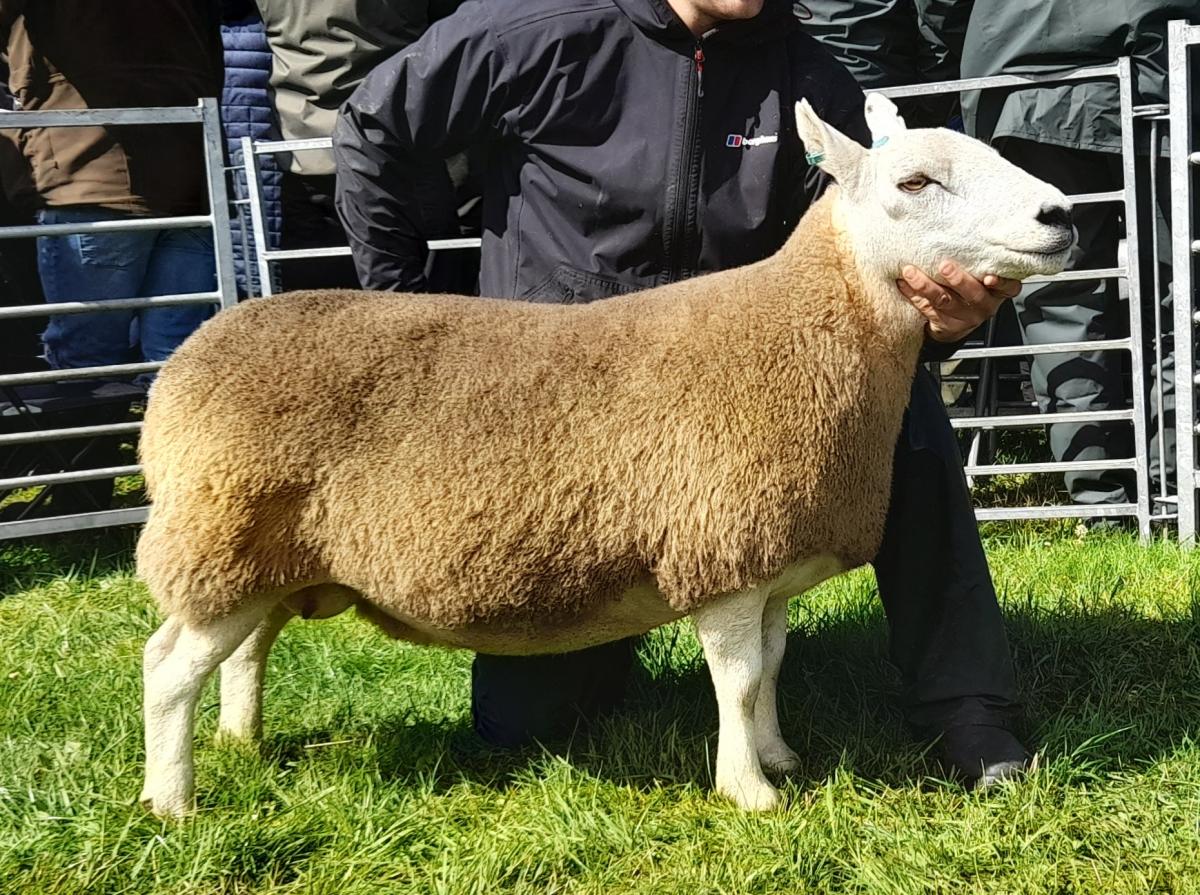 South Country Cheviot champion from Castle Crawford
