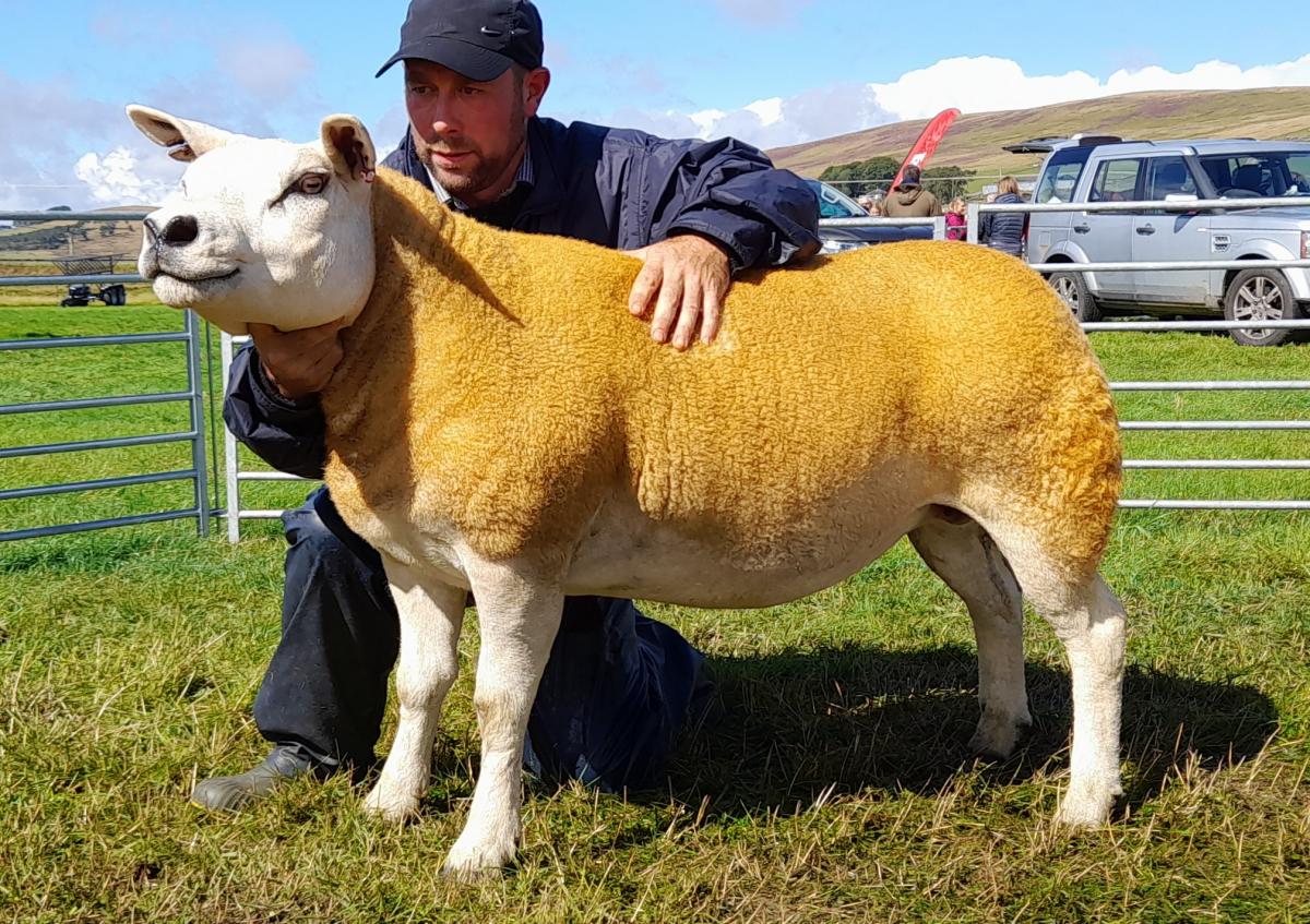 Texel champion and reserve inter-breed champion from Boghouse
