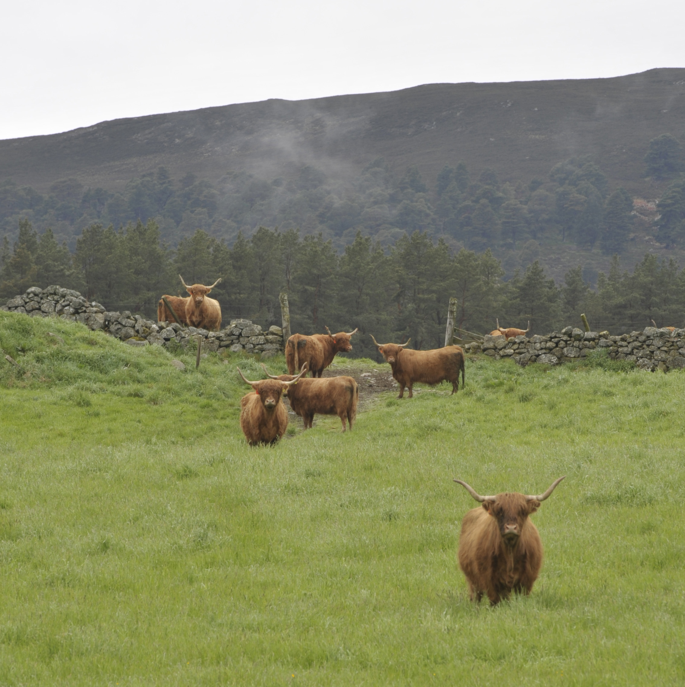 Highland cattle were an integral part of hill management for Balmoral Estate managers