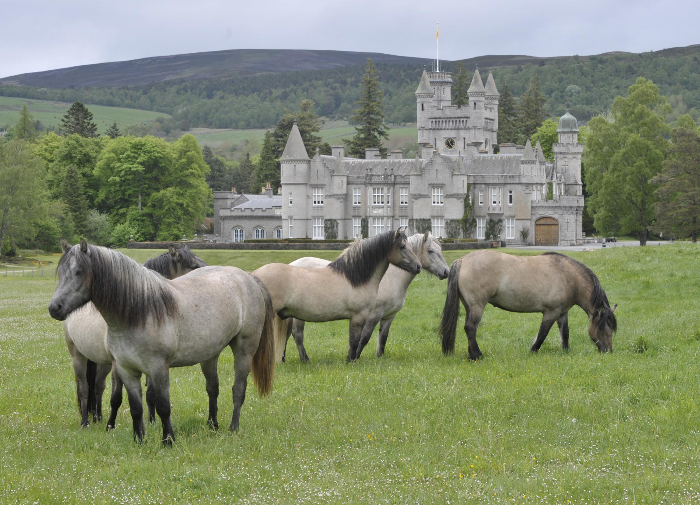 Highland ponies at Balmoral, photographed by The SF in 2012