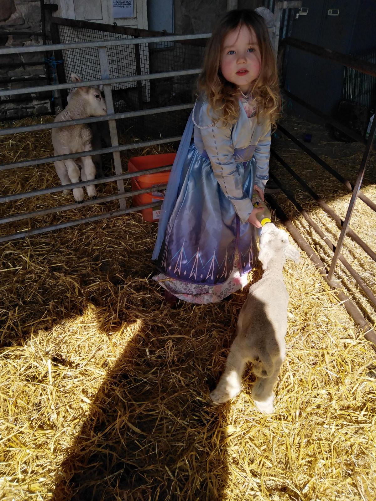 Lisa McWilliam - Our daughter Sophie Walls (3) feeding the pet lambs in her elsa princess dress.
