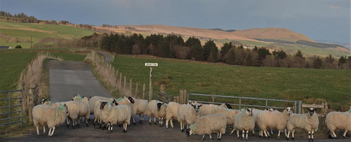 Morag Gordon - straying sheep
