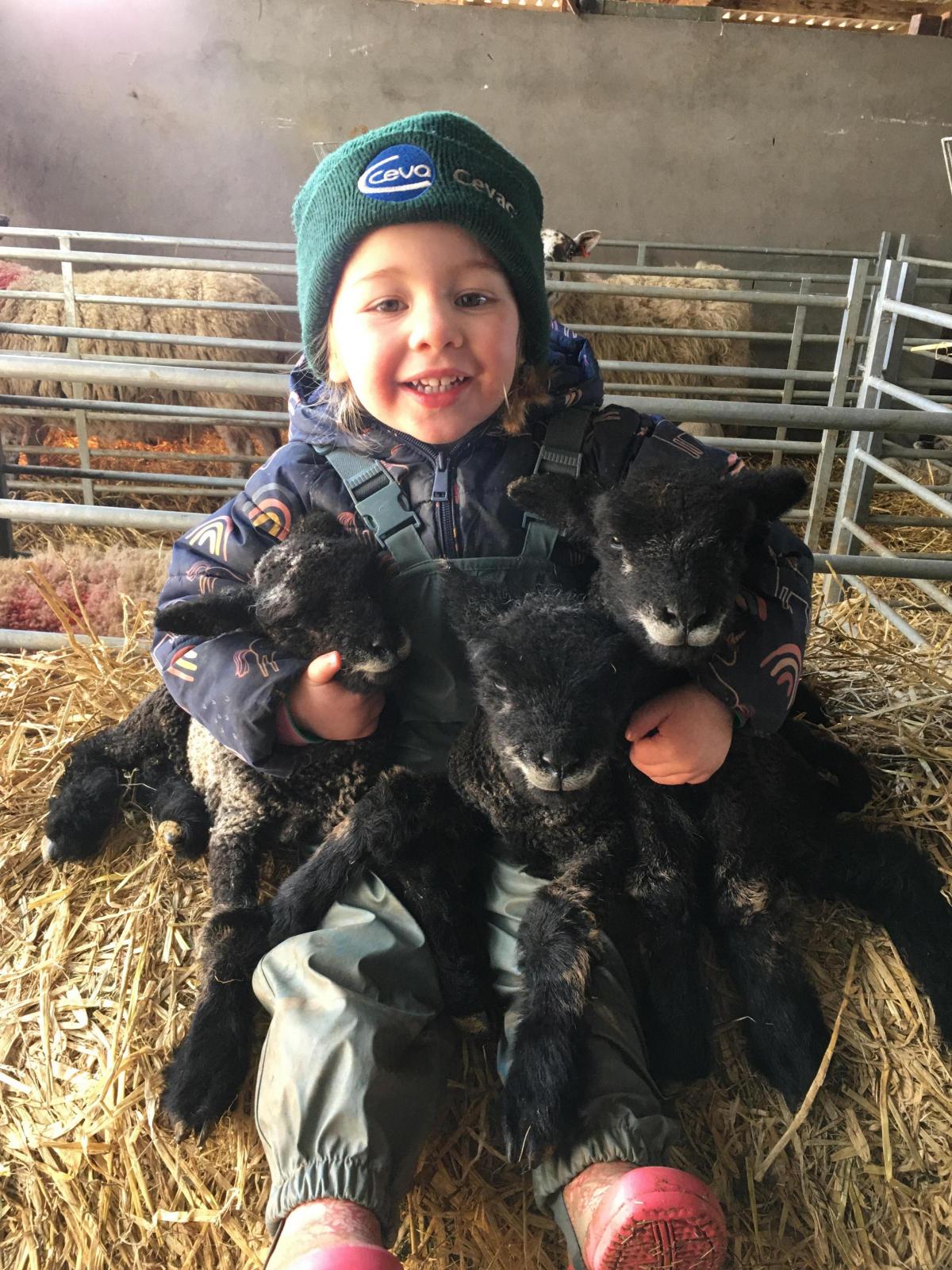 Christine Croal - Iona celebrated turned 3 (at the time of this photo in April) with her favourite Coloured Ryelands triplet ewe lambs