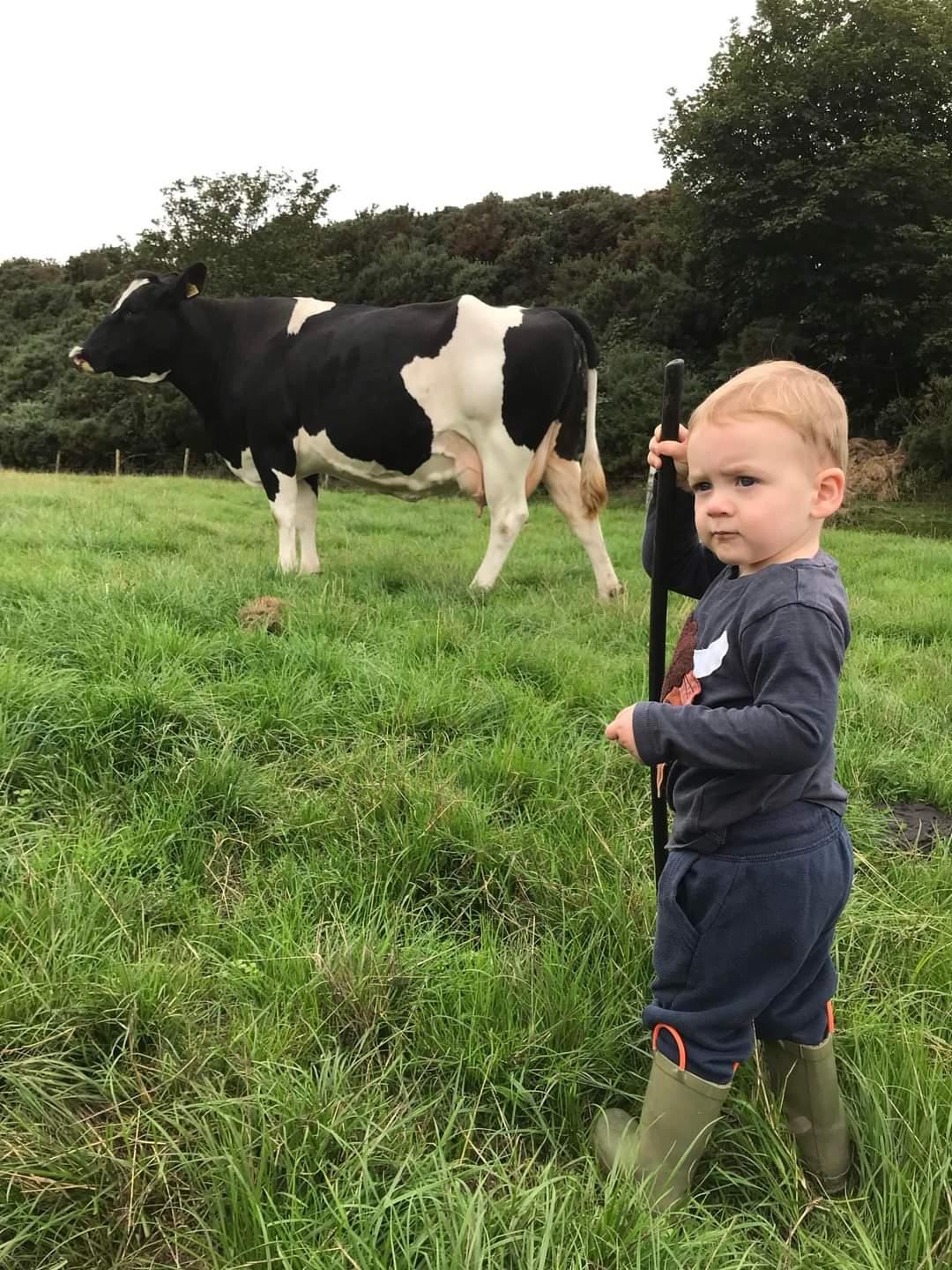 Fiona Love - Alasdair helping to check the dry cows for his granny and papa