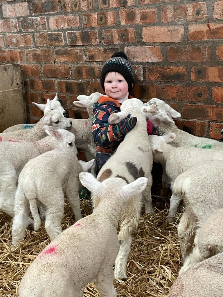 Lucy Whiteford - This is Peter Whiteford (2 years old) of Hilltarvit Mains in Cupar helping his grandad at the lambing and taking care of the pet lambs.
