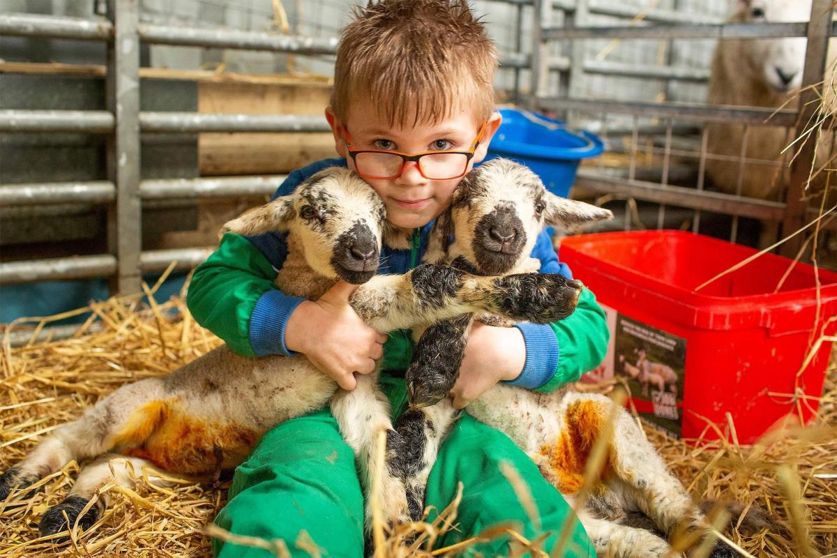 Ruairidh MacDonald - Seonaidh taking care of the lambs on North Uist