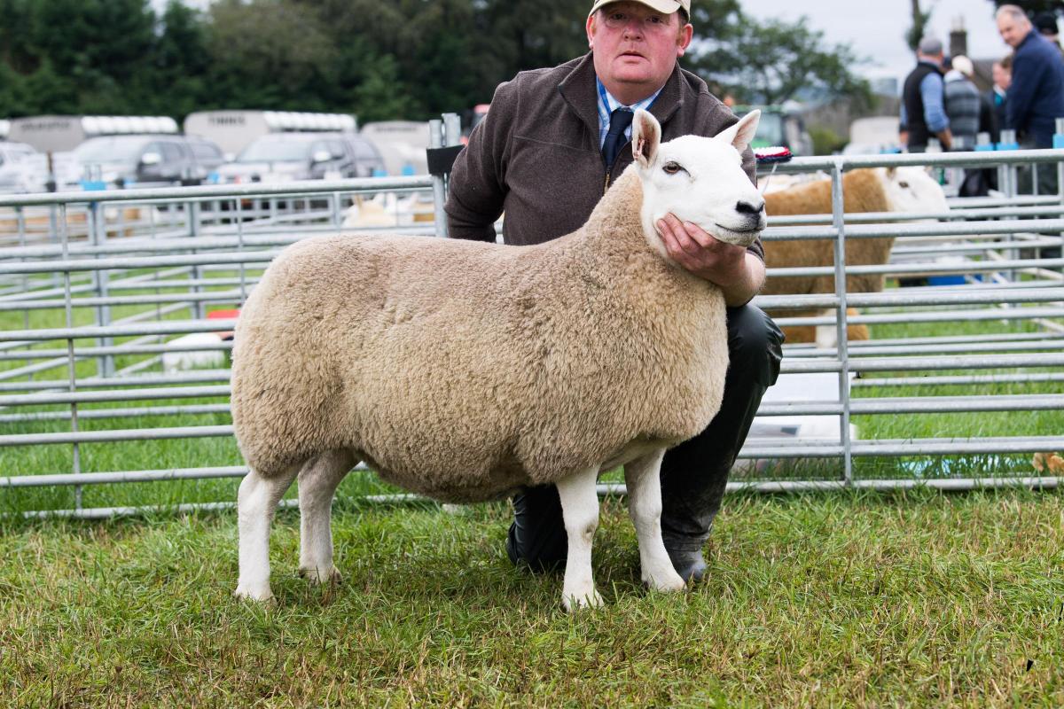 Hill North Country Cheviot champion was from CM Reid's Portmore flock  Ref:RH100922173  Rob Haining / The Scottish Farmer...