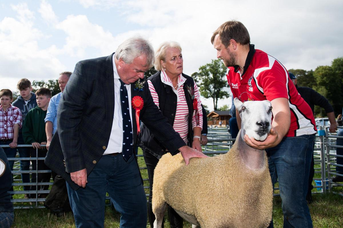 Ken and Fiona Fletcher cast their eye over the AOB champion from Philliphaugh, and later put it reserve supreme sheep at Yarrow show  Ref:RH100922188  Rob Haining / The Scottish Farmer...