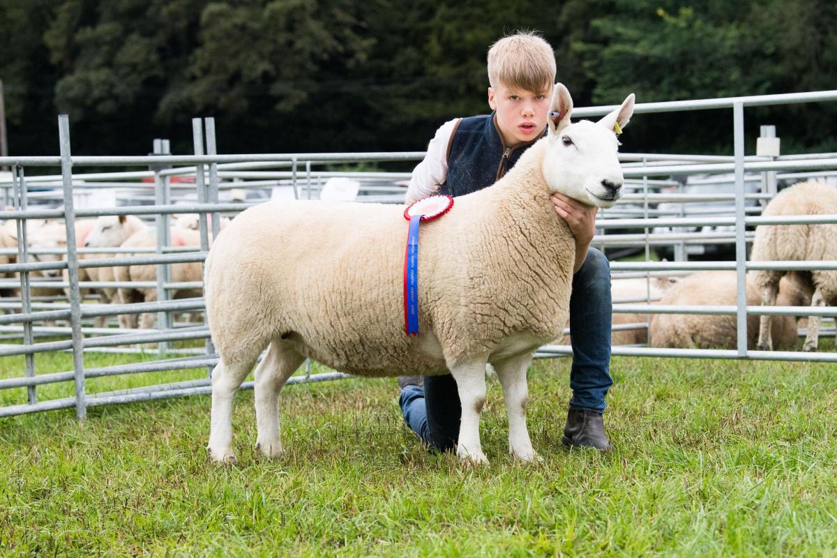 North Country Cheviot park type champion was the gimmer from Philliphaugh Ref:RH100922161  Rob Haining / The Scottish Farmer...