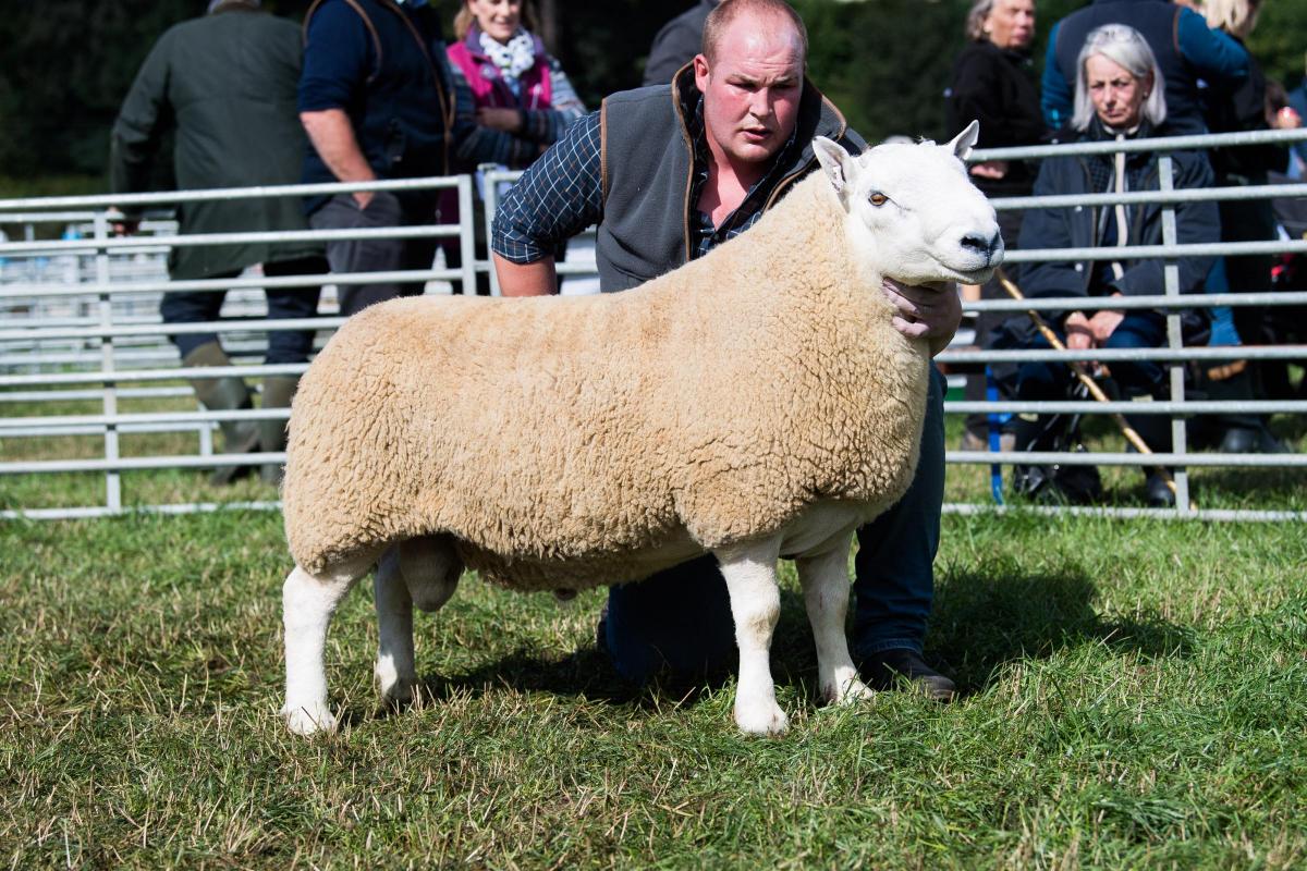 South Country Cheviot champion was from the Douglas family Ref:RH100922184  Rob Haining / The Scottish Farmer...