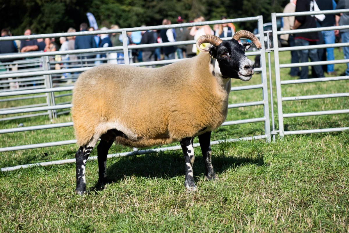 Supreme sheep was the Blackfaced ewe from the McClymonts Ref:RH100922191  Rob Haining / The Scottish Farmer...