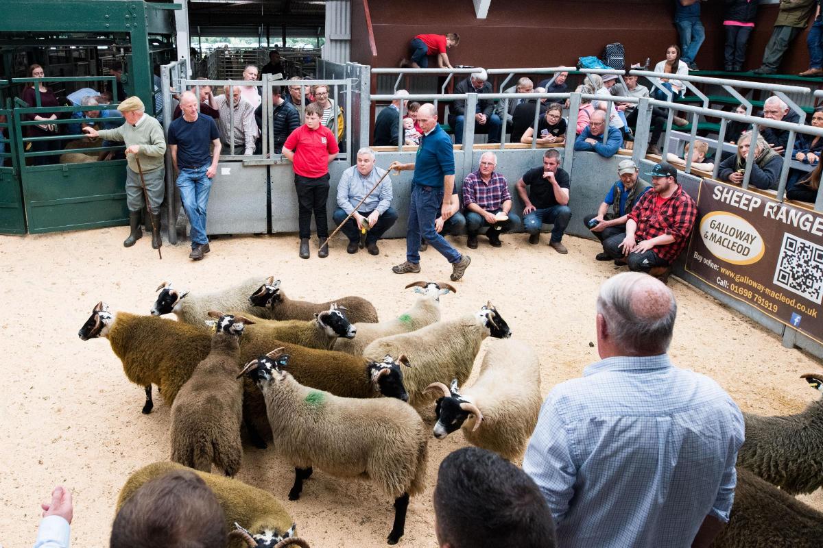 Judge Duncan MacGregor had some very large classes to contend with in the Blackfaced sheep section at Dalmally  Ref:RH030922185  Rob Haining / The Scottish Farmer...