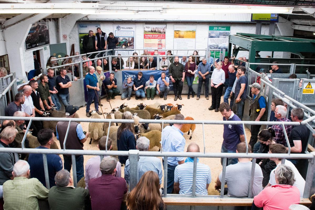 Judge Duncan MacGregor had some very large classes to contend with in the Blackfaced sheep section at Dalmally  Ref:RH030922180  Rob Haining / The Scottish Farmer...