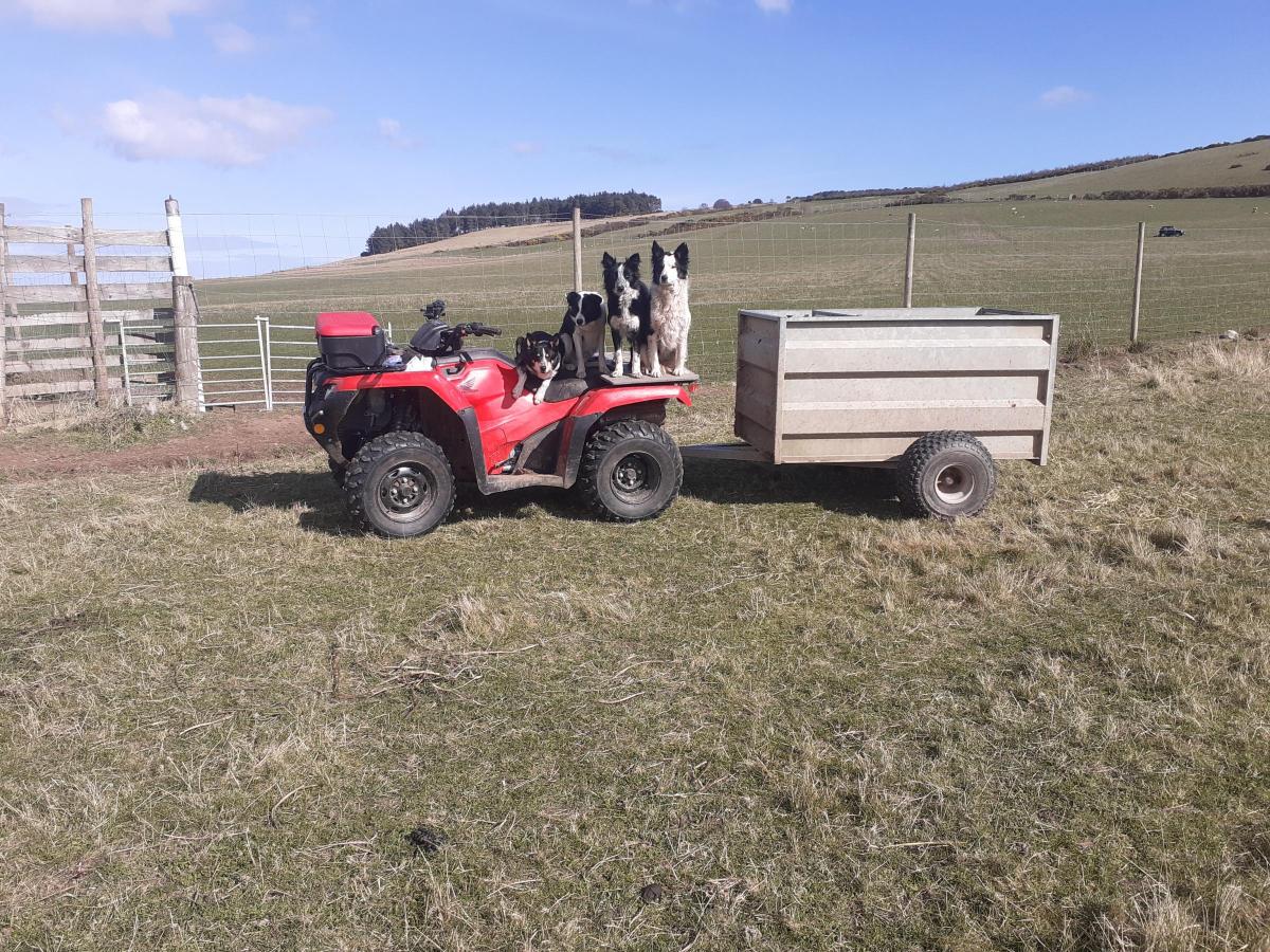 Ellen Traquair - From left to right - Tess, Jim, Dolly and Gail putting ewes and lambs out at Culnaha, Nigg