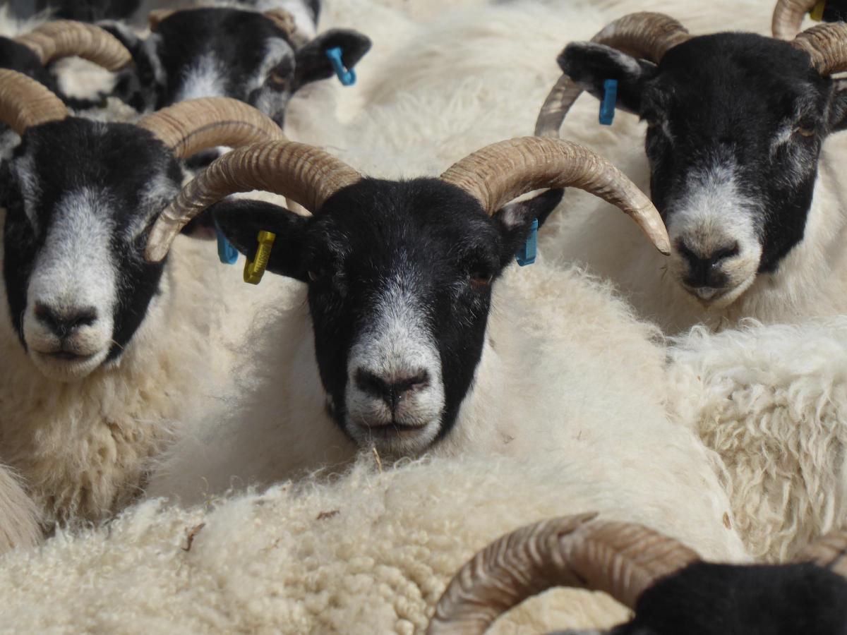 Sandra Wood - Taking the ewes home for lambing - Scottish Blackface, Glenelg Highland