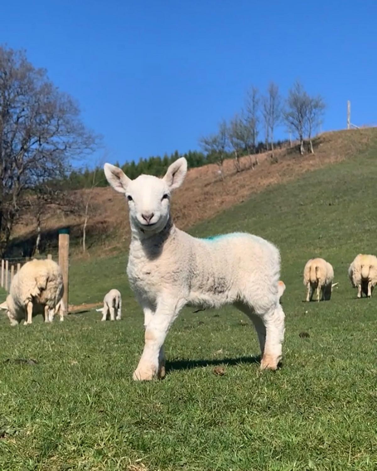 Isla MacKechnie - I have my own small flock of North Country Cheviots and I’m half way through my lambing. This is one of my lambs, isn’t she cute