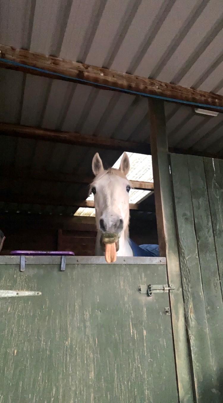Rhiannon Torrens (East Lothian) - Poppy the horse looking cheery after her big breakfast this morning