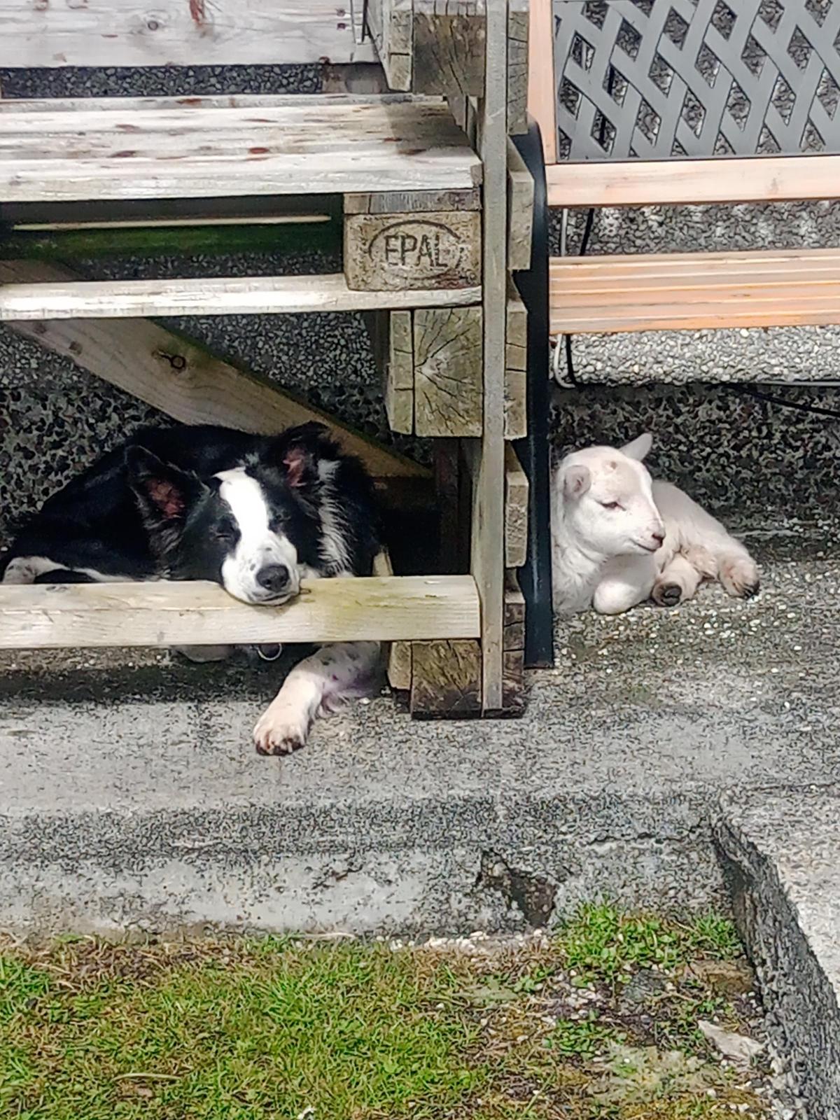 Padruig Stephen MacNeil (Isle of Barra) - Moss the border collie and Fidget the orphaned Cheviot cross lamb having a nap in the midday sun.