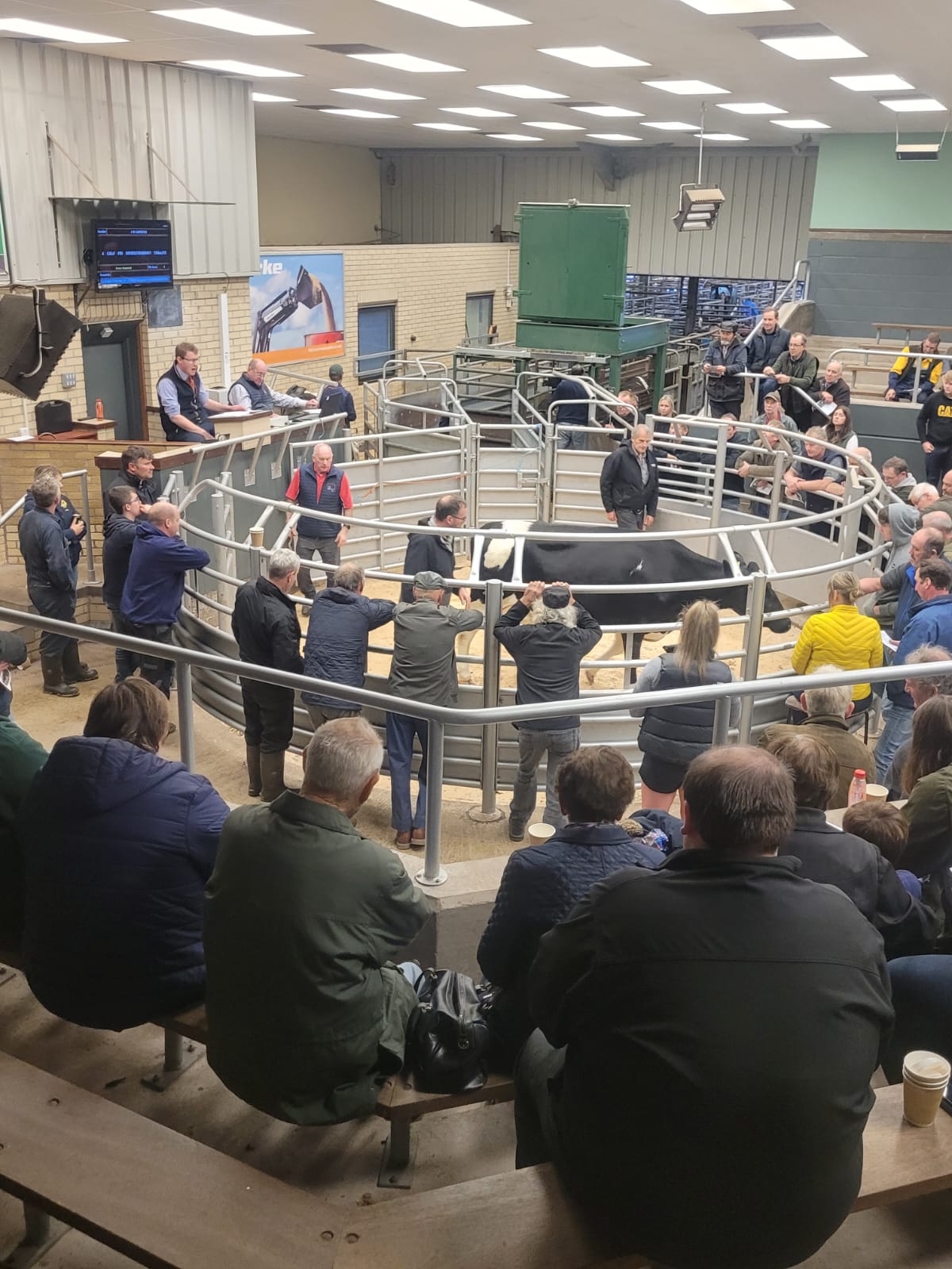 British Friesians from JH Capstick, Lockholme Hall, Ravenstonedale, top at £2500 - Vimarsana News