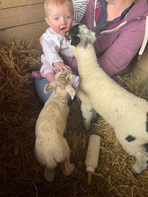 Natasha MacDonald - 6 month of Ivy Baillie from bankfoot getting a kiss from her new lambs