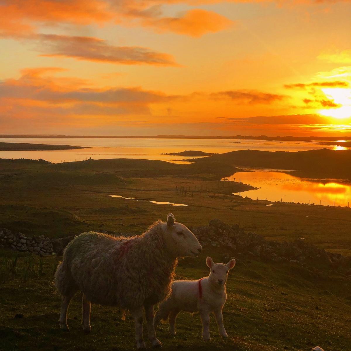 Kenneth MacDonald MacLean - Cheviot gimmer and her lamb with a north uist sunset behind them. Templeside, North Uist.