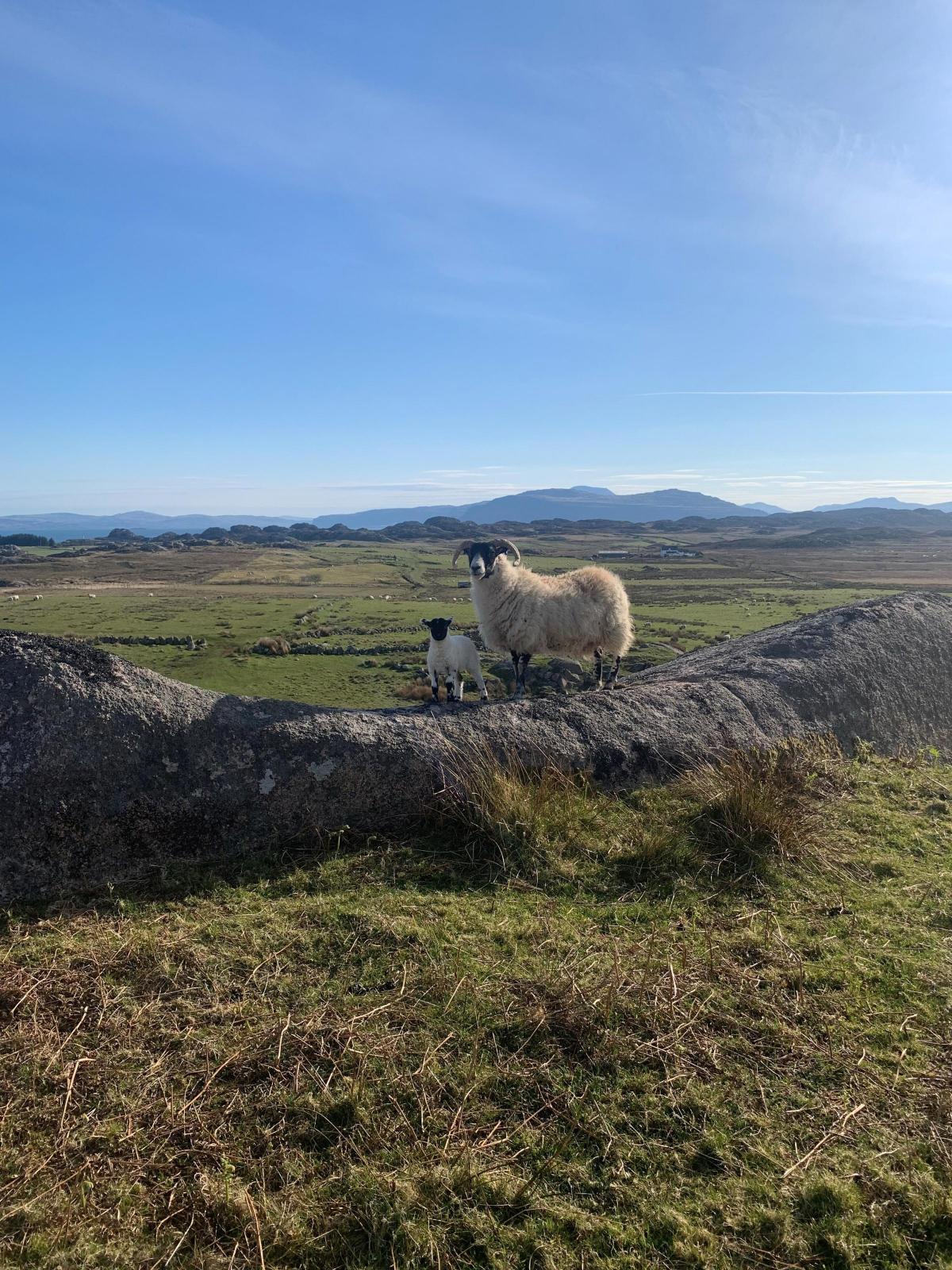 Allison Noble - Lambing in Kintra, Isle Of Mull