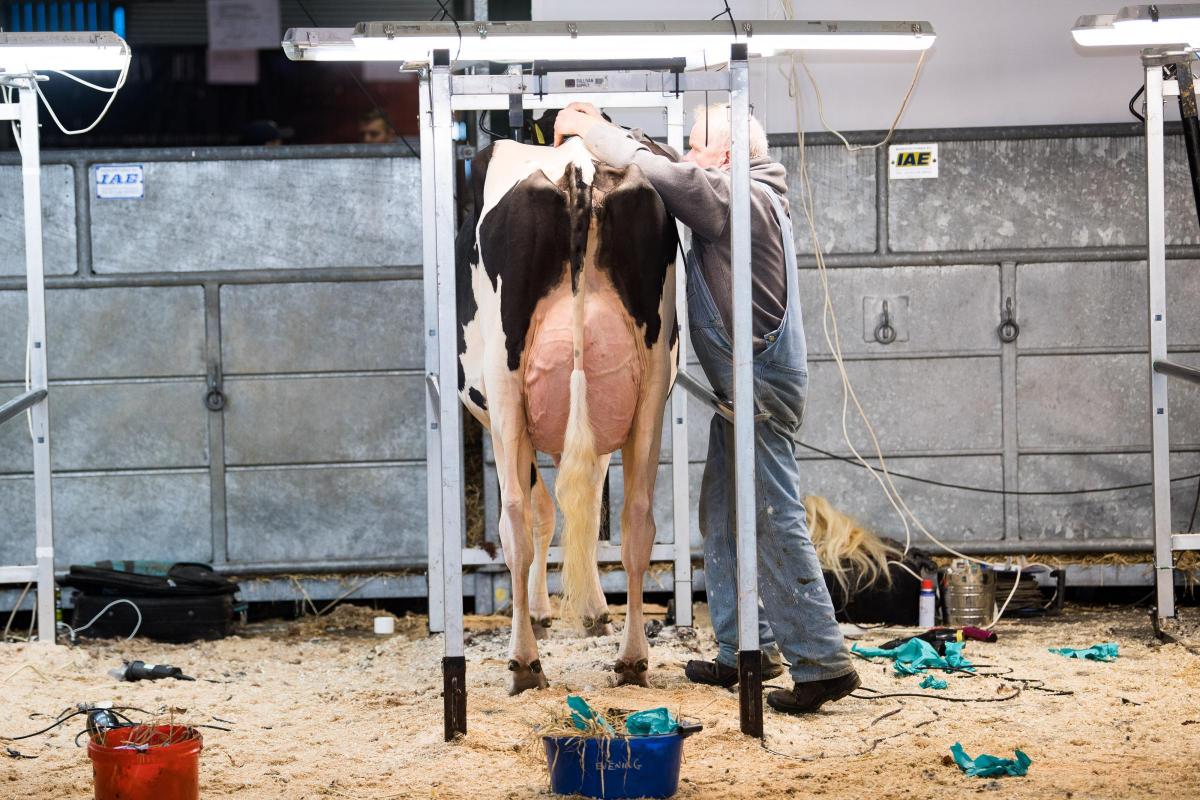 Final prep before the show starts at AgriScot Ref:RH161122049  Rob Haining / The Scottish Farmer...