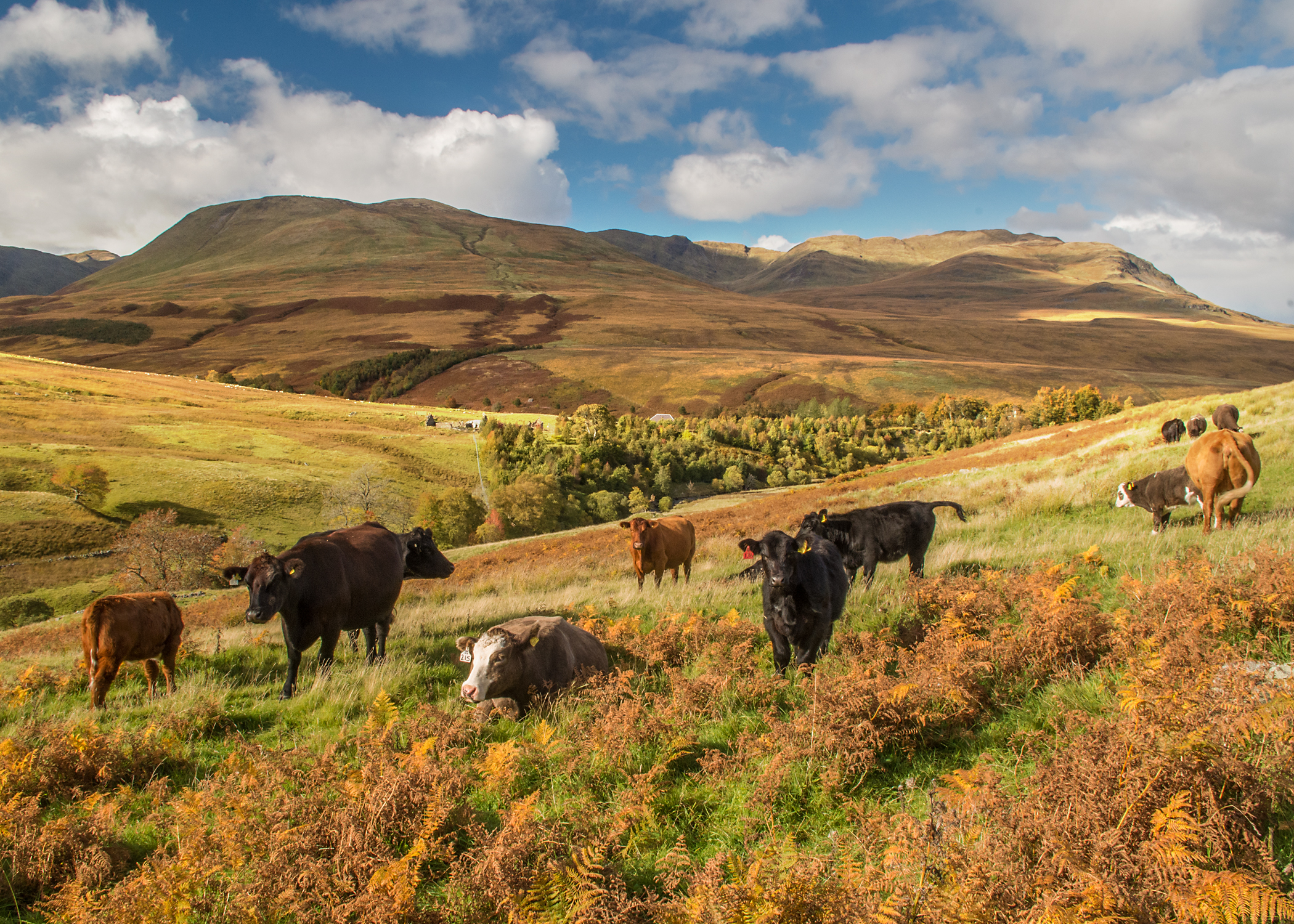 You cant get much greener and tastier than beef produced from Scotlands hills say industry leaders in response to the Stirling Uni student ban on meat and dairy products in its outlets