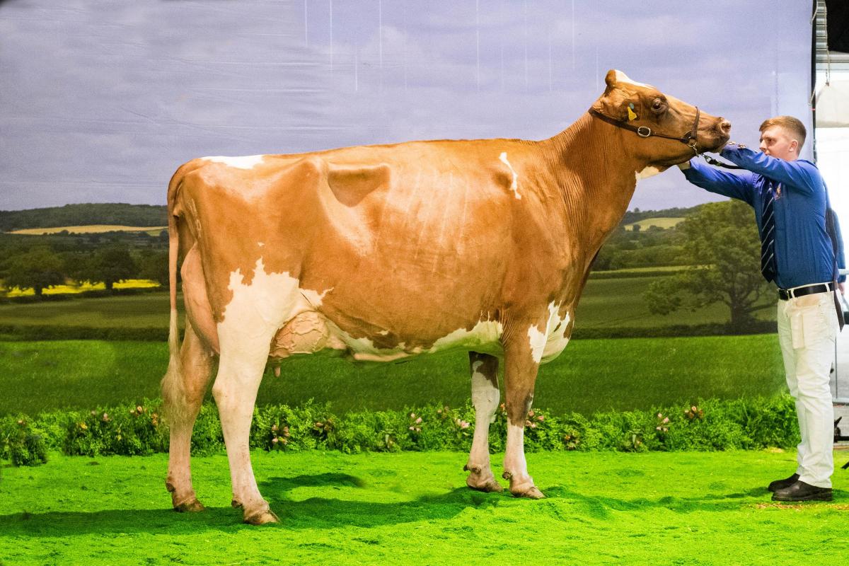 Ayrshire cow champion was Allstar Provider Honesty from the Tomlinsons Ref:RH161122096  Rob Haining / The Scottish Farmer...