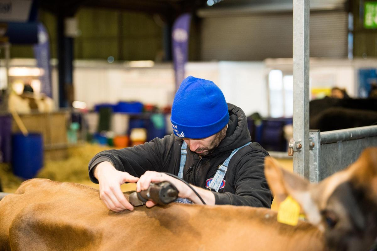 Final prep before the show starts at AgriScot Ref:RH161122048  Rob Haining / The Scottish Farmer...