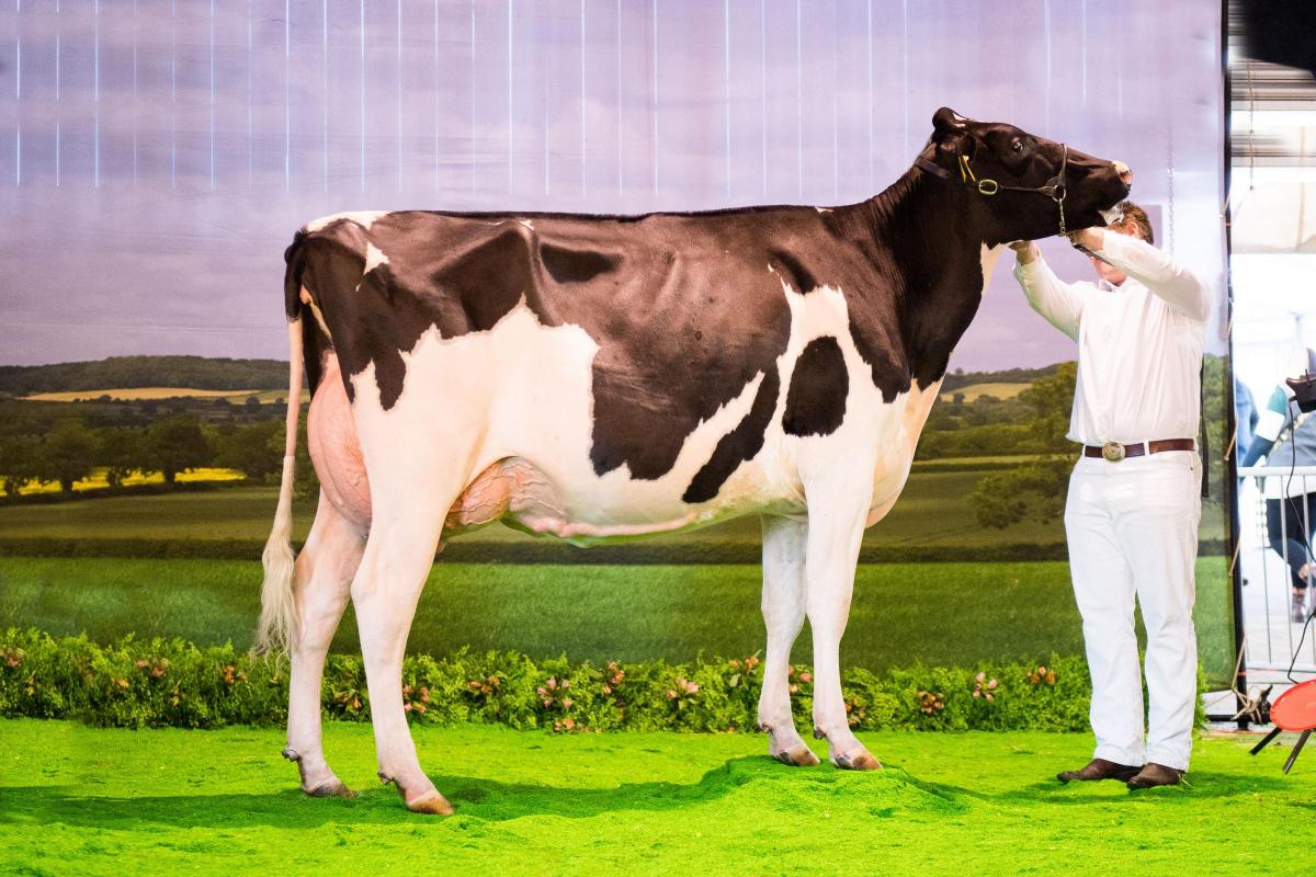 Holstein from the Yate family stood overall super heifer Ref:RH161122069  Rob Haining / The Scottish Farmer...