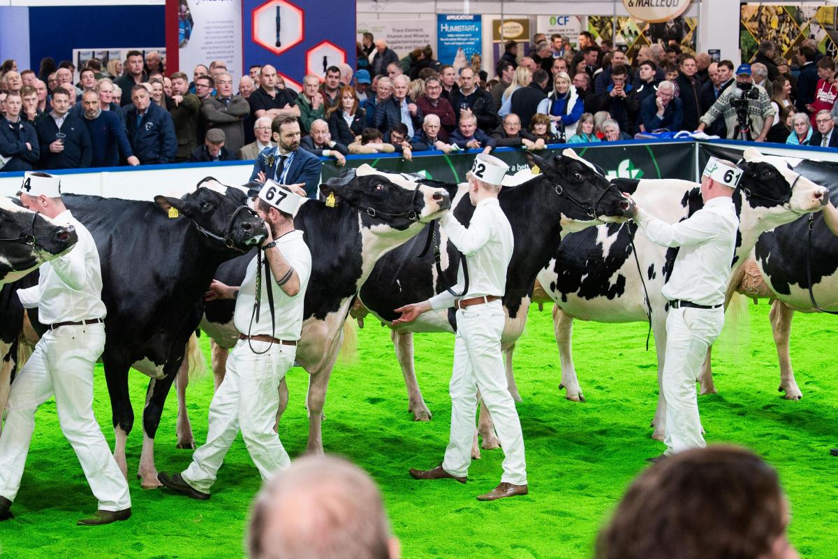 Holstein junior cows lined up as judge Niels Erik Haahr make his final decision  Ref:RH161122092  Rob Haining / The Scottish Farmer...